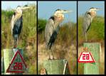 (05) montage (great blue heron).jpg    (1000x720)    299 KB                              click to see enlarged picture